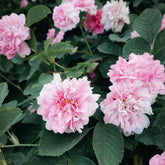 Pink and white flowers with green leaves in a garden setting