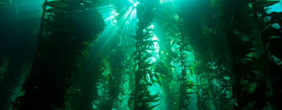 Kelp forest underwater